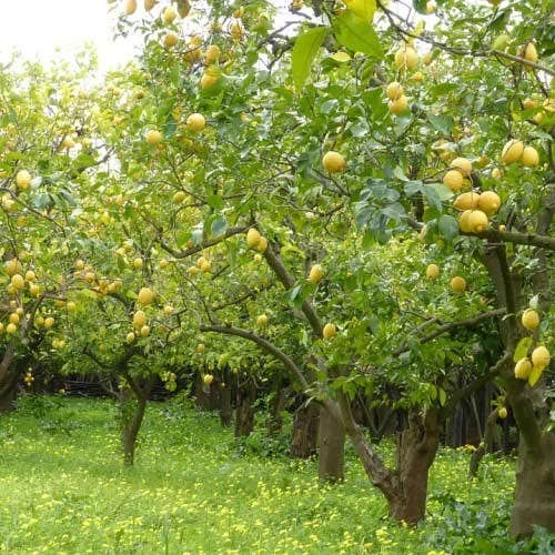 Citrus - Lemon Lisbon 3 Citrus - Lemon Lisbon