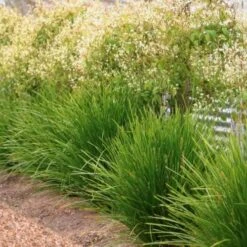 Lomandra Lime Tuff