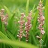 Liriope Samantha -Australian Plants Online Sales liriope samantha flowering