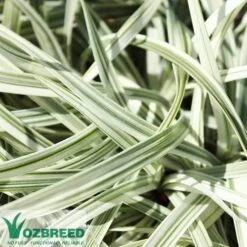 Liriope Silverlawn -Australian Plants Online Sales liriope silver lawn foliage 1