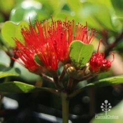 Metrosideros Little Ewan - Dwarf NZ Christmas Bush 24 Metrosideros Little Ewan - Dwarf NZ Christmas Bush -Australian Plants Online Sales little ewan metrosideros flower