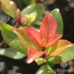 Metrosideros Little Ewan - Dwarf NZ Christmas Bush 21 Metrosideros Little Ewan - Dwarf NZ Christmas Bush -Australian Plants Online Sales little ewan new leaf colour