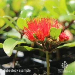 Metrosideros Little Ewan - Dwarf NZ Christmas Bush 27 Metrosideros Little Ewan - Dwarf NZ Christmas Bush -Australian Plants Online Sales little ewan tubestock