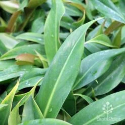 Philodendron Little Phil -Australian Plants Online Sales little phil leaf