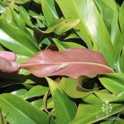 Philodendron Little Phil -Australian Plants Online Sales little phil under leaf