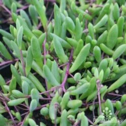 Othonna Ruby Necklace - Little Pickles - Succulent -Australian Plants Online Sales little pickles red stems close 500