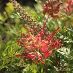 Grevillea Little Robyn -Australian Plants Online Sales little robyn flower side 500