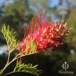 Australian Plants Online Sales -Australian Plants Online Sales little robyn grevillea in sunshine