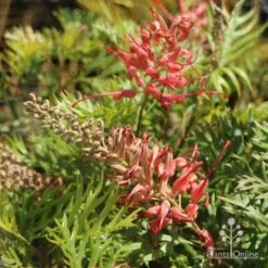Grevillea Little Robyn -Australian Plants Online Sales little robyn tubestock flowering