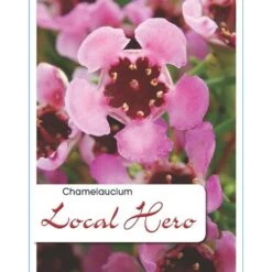 Chamelaucium Local Hero - Waxflower -Australian Plants Online Sales local hero label