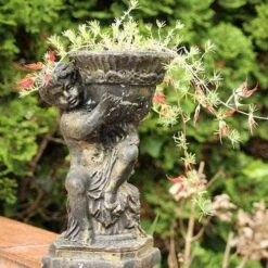 Lotus Red Flash - Parrot's Beak -Australian Plants Online Sales lotus planted