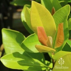 Tristaniopsis Luscious - Water Gum -Australian Plants Online Sales luscious new leaves