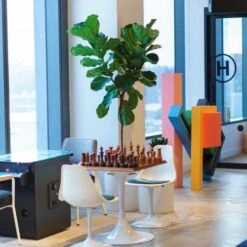 Ficus Lyrata - Fiddle Leaf Fig -Australian Plants Online Sales lyrata chessboard