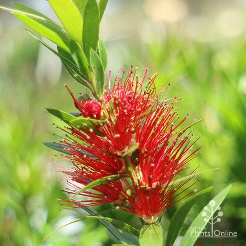 Callistemon Macarthur 7 Callistemon Macarthur - Image 5