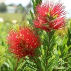 Callistemon Macarthur 23 Callistemon Macarthur -Australian Plants Online Sales macarthur flowers tunestock