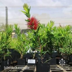 Callistemon Macarthur 25 Callistemon Macarthur -Australian Plants Online Sales macarthur tubestock