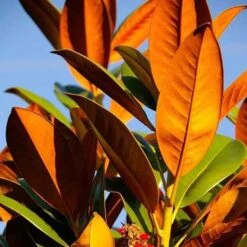 Magnolia Little Gem 16 Magnolia Little Gem -Australian Plants Online Sales magnolia 500 2