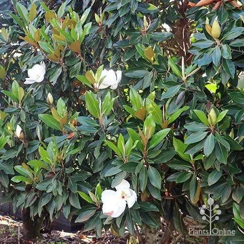 Magnolia Little Gem 3 Magnolia Little Gem