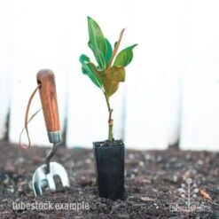 Magnolia Little Gem 17 Magnolia Little Gem -Australian Plants Online Sales magnolia little gem tube