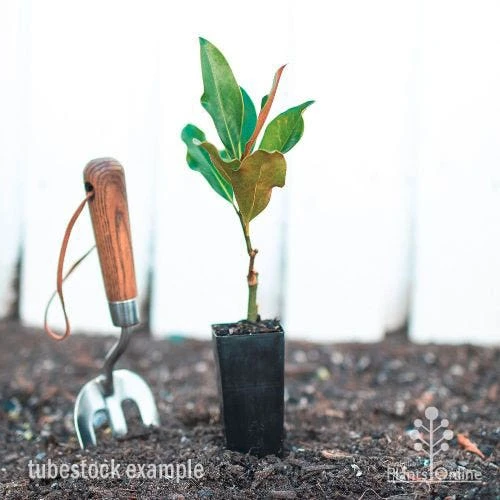 Magnolia Little Gem 6 Magnolia Little Gem - Image 4