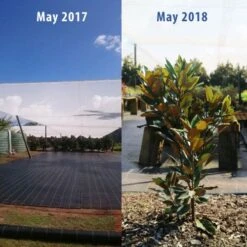 Magnolia Little Gem 24 Magnolia Little Gem -Australian Plants Online Sales magnolia tubestock growth 1 year