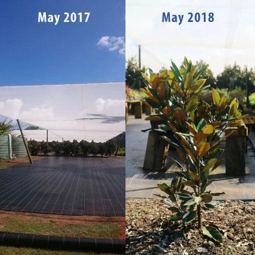 Magnolia Little Gem 13 Magnolia Little Gem - Image 11