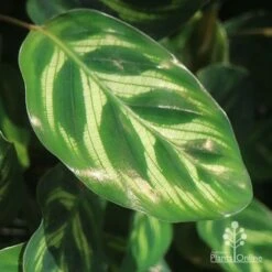 Calathea Makoyana - Peacock Plant -Australian Plants Online Sales makoyana gold