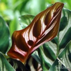 Calathea Makoyana - Peacock Plant -Australian Plants Online Sales makoyana leaf
