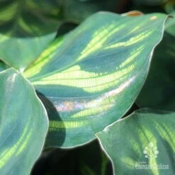 Calathea Makoyana - Peacock Plant -Australian Plants Online Sales makoyana shimmer