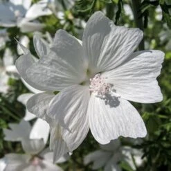 Musk Mallow - Seed 7 Musk Mallow - Seed -Australian Plants Online Sales mallow white