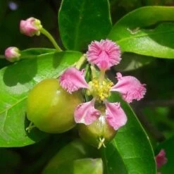 Malpighia Pixie - Acerola -Australian Plants Online Sales malpighia flower fruit