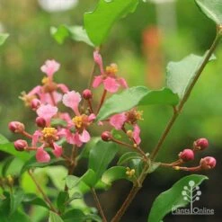 Malpighia Pixie - Acerola -Australian Plants Online Sales malpighia pixie flowers