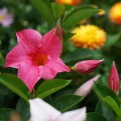 Mandevilla All Season Pink -Australian Plants Online Sales mandevilla for all season
