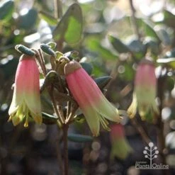 Correa Marian's Marvel -Australian Plants Online Sales marian marvel flowers