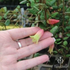 Correa Marian's Marvel -Australian Plants Online Sales marians marvel size
