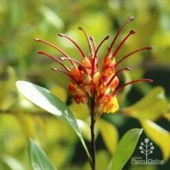 Grevillea Orange Marmalade -Australian Plants Online Sales marmalade grevillea