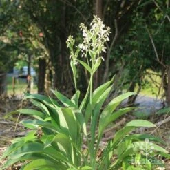 Matapouri Bay - Arthropodium 14 Matapouri Bay - Arthropodium -Australian Plants Online Sales matapouri bay backlit