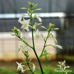 Matapouri Bay - Arthropodium 19 Matapouri Bay - Arthropodium -Australian Plants Online Sales matapouri flower 1