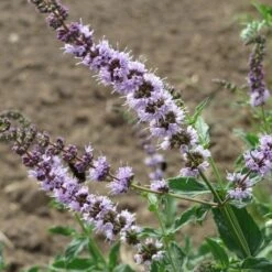 Mint - Seed 7 Mint - Seed -Australian Plants Online Sales mentha spicata flowers