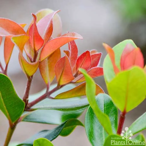Metrosideros Little Ewan - Dwarf NZ Christmas Bush 3 Metrosideros Little Ewan - Dwarf NZ Christmas Bush
