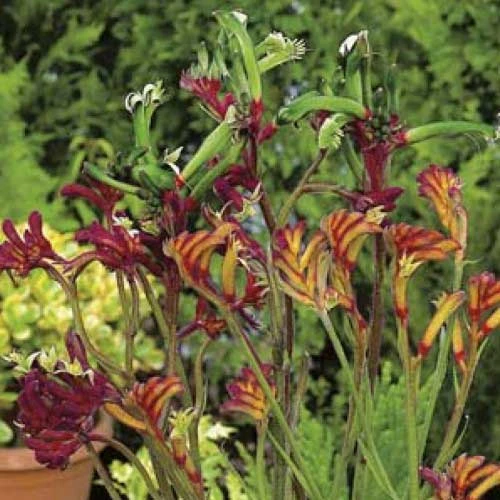 Australian Wildflower Kangaroo Paw - Seed -Australian Plants Online Sales mixed kangaroo paw