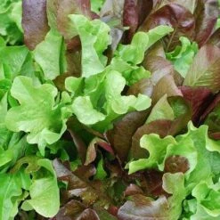 Lettuce Mixed Salad Leaves - Seed 7 Lettuce Mixed Salad Leaves - Seed -Australian Plants Online Sales mixed salad leaves 1