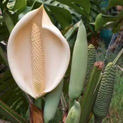 Monstera Deliciosa - Fruit Salad Plant, Swiss Cheese 21 Monstera Deliciosa - Fruit Salad Plant, Swiss Cheese -Australian Plants Online Sales monstera flowers and fruit 500