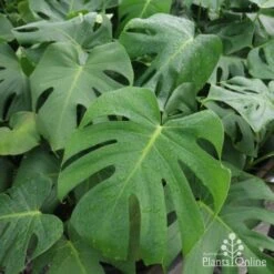 Monstera Deliciosa - Fruit Salad Plant, Swiss Cheese 20 Monstera Deliciosa - Fruit Salad Plant, Swiss Cheese -Australian Plants Online Sales monstera plants 1