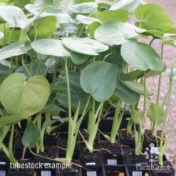 Monstera Deliciosa - Fruit Salad Plant, Swiss Cheese 25 Monstera Deliciosa - Fruit Salad Plant, Swiss Cheese -Australian Plants Online Sales monstera tubes