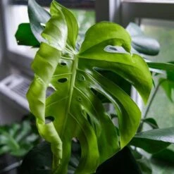 Monstera Deliciosa - Fruit Salad Plant, Swiss Cheese 18 Monstera Deliciosa - Fruit Salad Plant, Swiss Cheese -Australian Plants Online Sales monstera new leaf unfurling