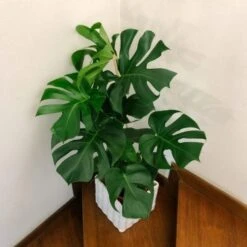 Monstera Deliciosa - Fruit Salad Plant, Swiss Cheese 22 Monstera Deliciosa - Fruit Salad Plant, Swiss Cheese -Australian Plants Online Sales monstera staircase