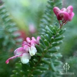 Grevillea Lanigera Mt Tamboritha -Australian Plants Online Sales mt tamboritha bud and sideview