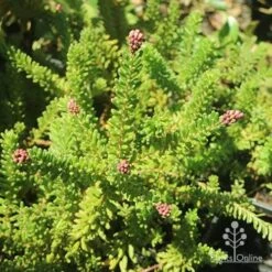 Grevillea Lanigera Mt Tamboritha -Australian Plants Online Sales mt tamboritha buds
