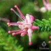 Grevillea Lanigera Mt Tamboritha -Australian Plants Online Sales mt tamboritha flower open close